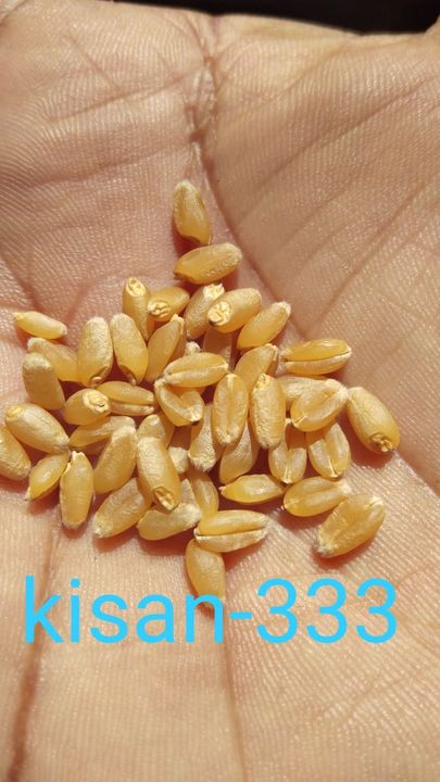 Wheat uploaded by Forever Global Enterprises on 12/3/2021