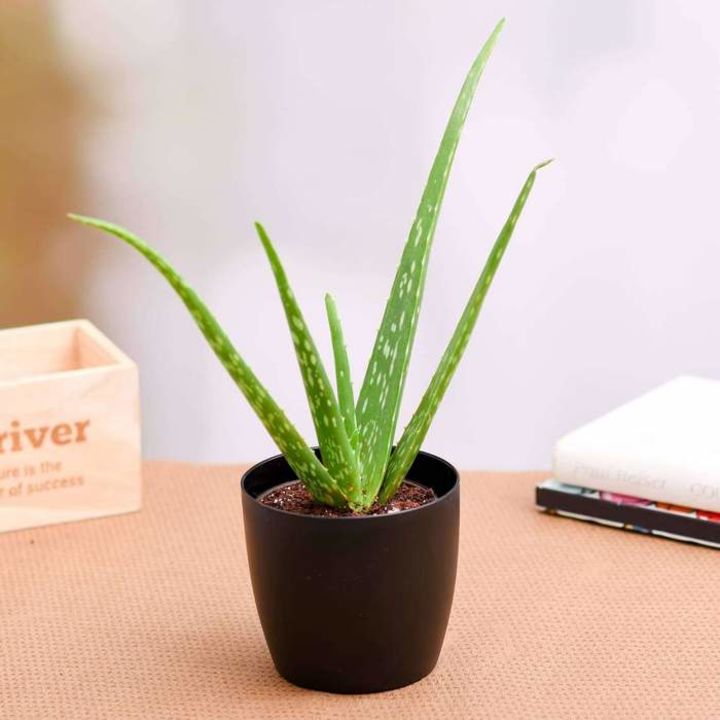 Aloe Vera Plant uploaded by business on 12/4/2021