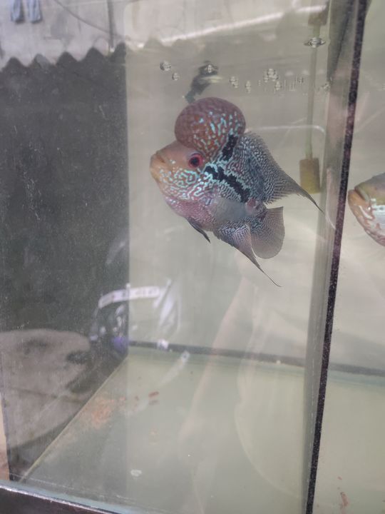 SRD Flowerhorn Fish uploaded by A2 Aquarium on 12/8/2021