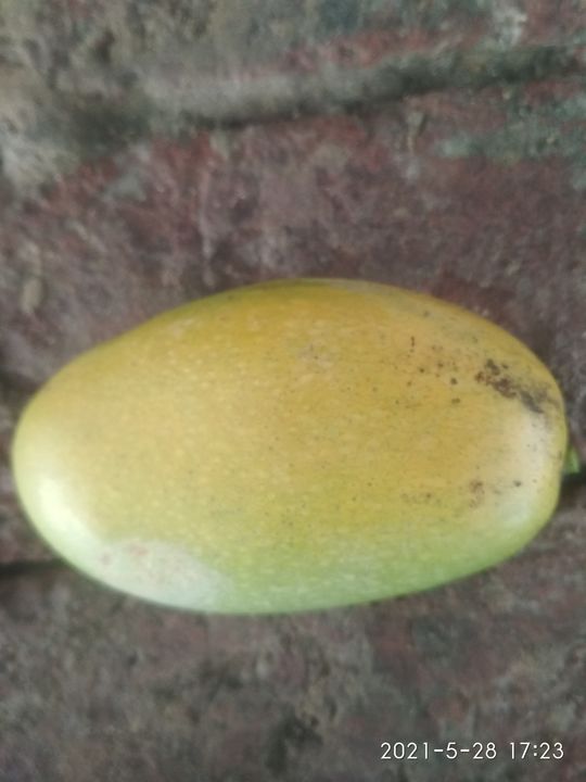 Mango uploaded by business on 12/8/2021