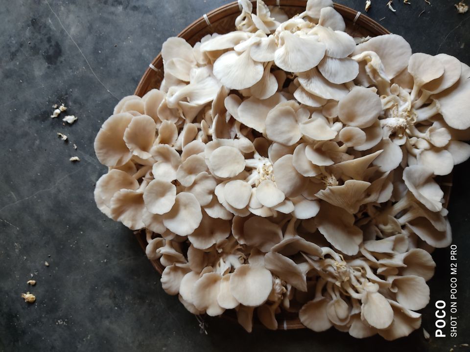 Oyster Mushroom uploaded by Partha Jyoti Goswami on 12/9/2021