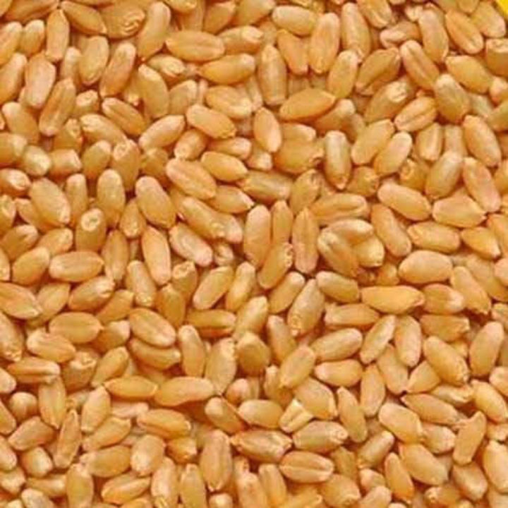 Post image I want 25000 KGs of Milling wheat .
Chat with me only if you offer COD.
Below are some sample images of what I want.