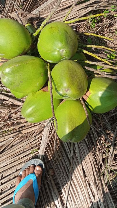 Green tender coconut uploaded by business on 12/16/2021