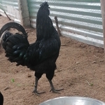 Business logo of Kadaknath poultry farms