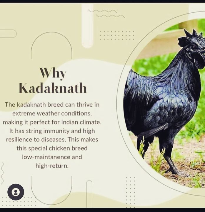 Eggs & chicken uploaded by Kadaknath poultry farms on 12/22/2021