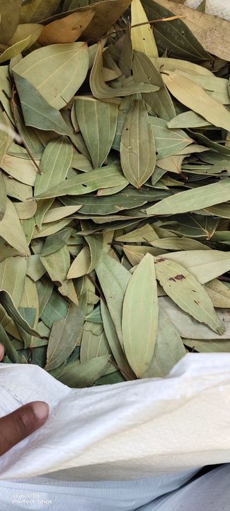 Tezpatta (Bay leaves) uploaded by NATURAL HERBS TRADING COMPANY on 12/22/2021