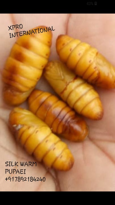 Silk warm pupaie  uploaded by Silk waste products on 12/22/2021