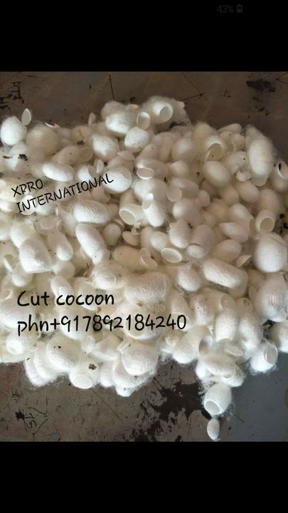 Mulbery cocoon  uploaded by Silk waste products on 12/22/2021