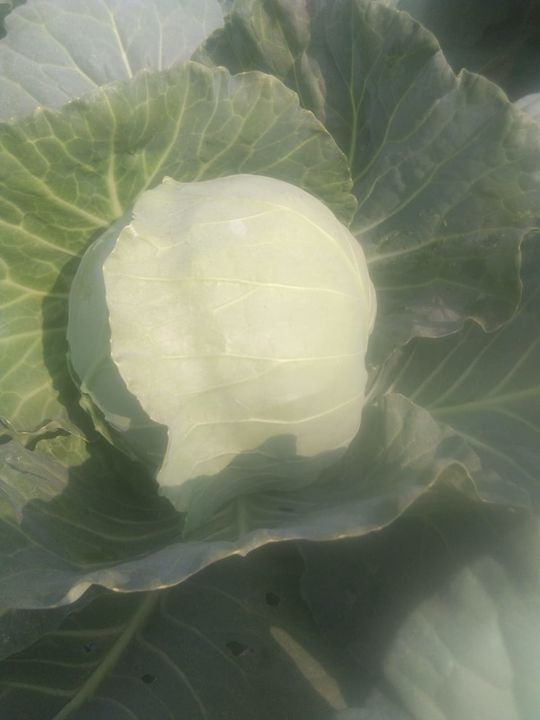 Cabbage uploaded by business on 12/24/2021