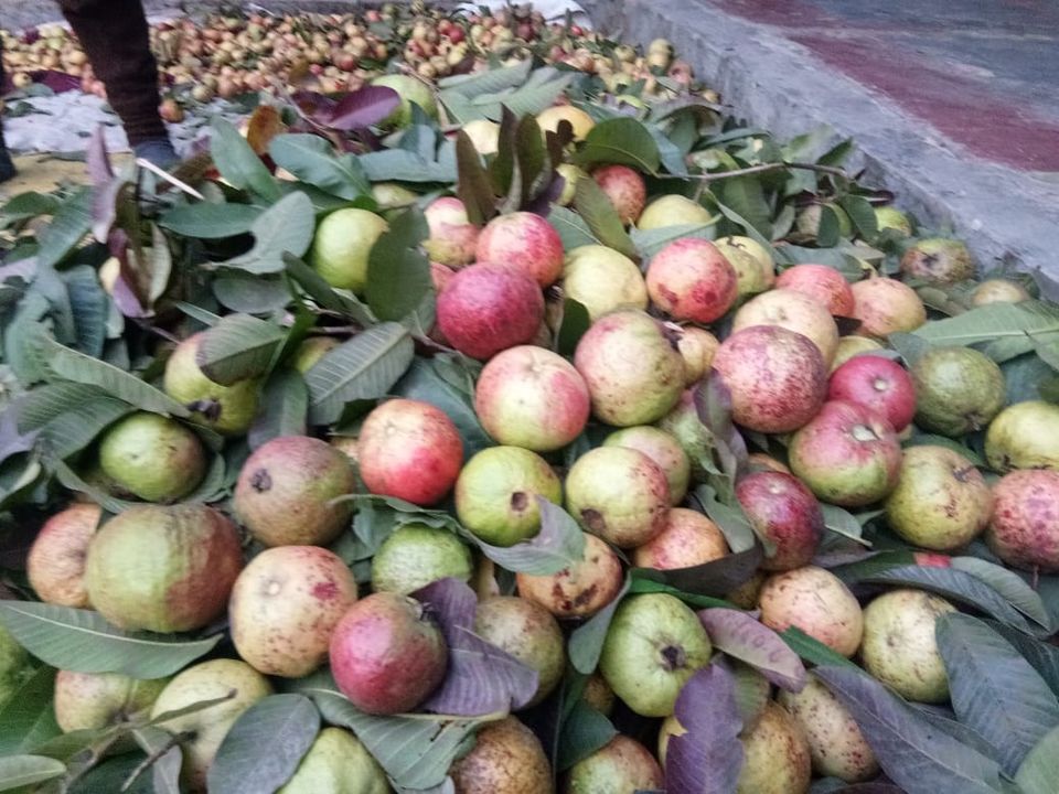 Post image Allahabadi Surkha GuavaGI tagged to this region. The fruit is red on the outside with sweet white pulp. Average fruit size is 80-90 gms
MOQ - 20Kg (smaller quantities wont be possible)
Price - Rs. 6500.00/crate (20kg)
Delivery - 29th/ 30th December.