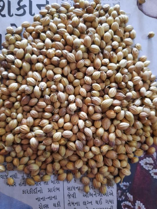 Coriander seeds uploaded by Gajendra food and herbal overseas on 12/25/2021