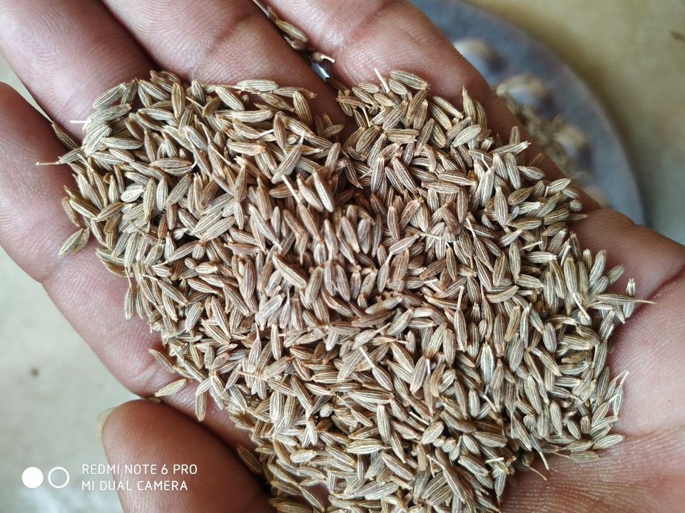 Cumin seeds uploaded by business on 12/25/2021