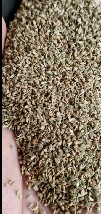 Ajwain seeds uploaded by Gajendra food and herbal overseas on 12/25/2021
