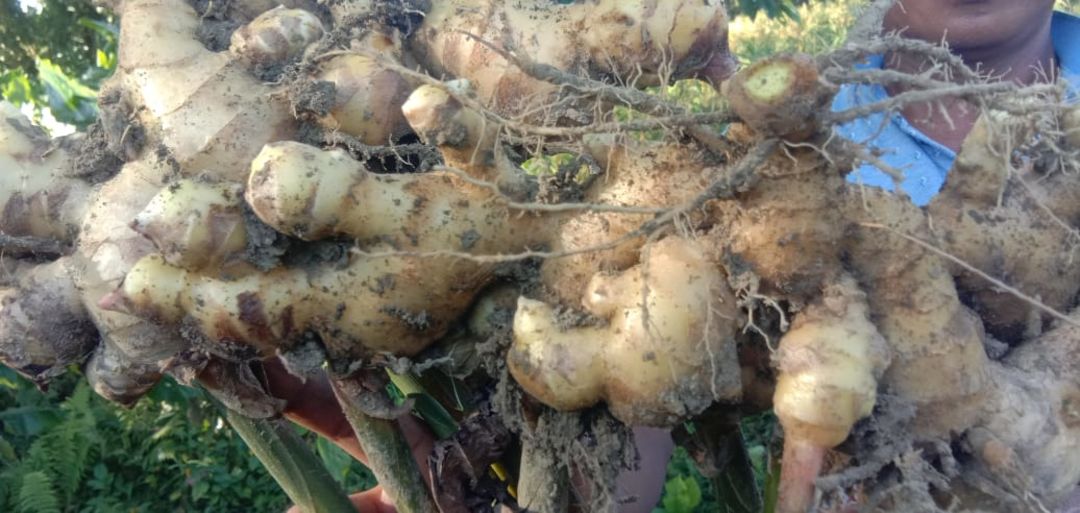 Raw Ginger Rs 15/kg uploaded by STAUNCH ENTERPRISES on 12/27/2021