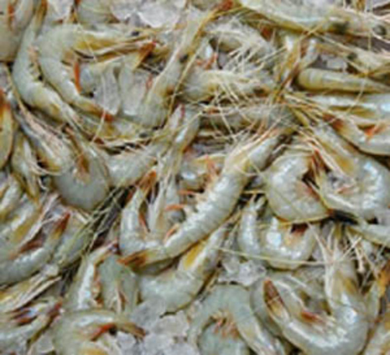 Aqua cultured fresh caught Vannamei Prawns uploaded by HARA FIRM on 12/29/2021