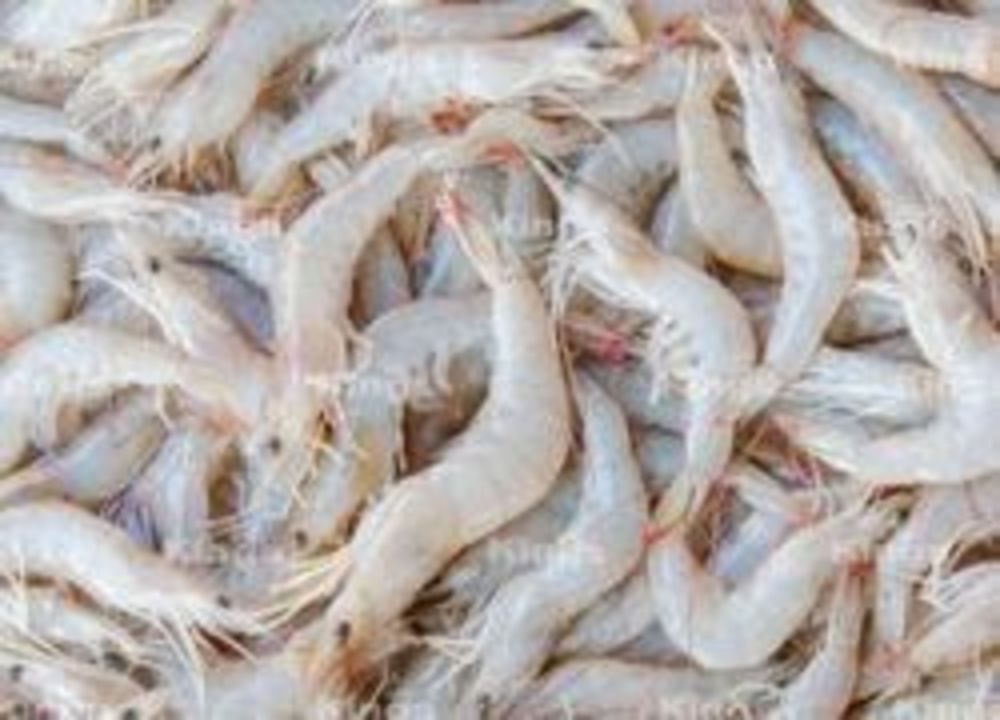 Aqua cultured fresh caught Vannamei Prawns uploaded by business on 12/29/2021