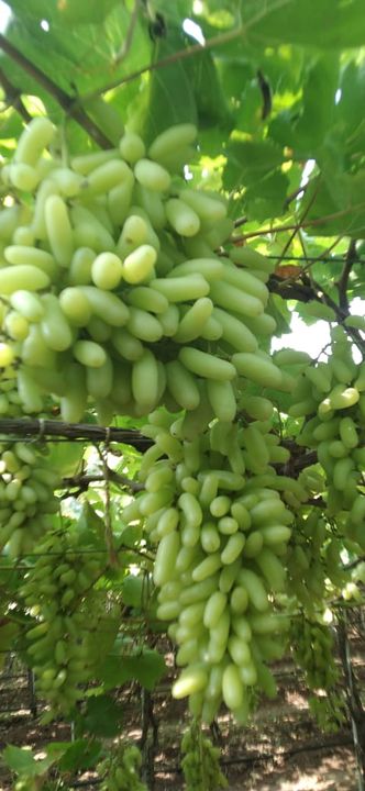Super sonakka grapes uploaded by Shri Pushpa trading company on 12/29/2021