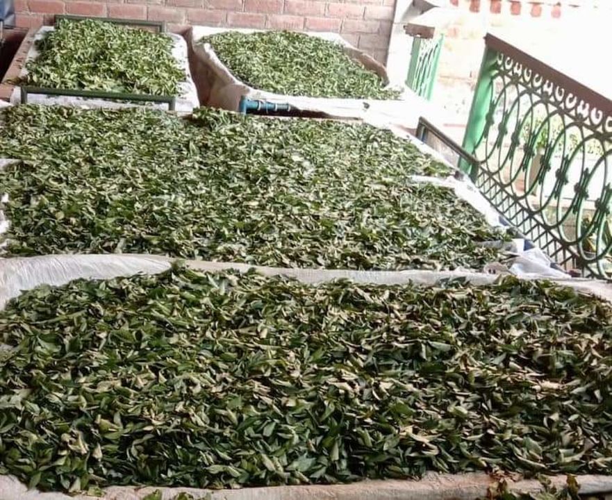 Neem leaves powder uploaded by business on 12/29/2021