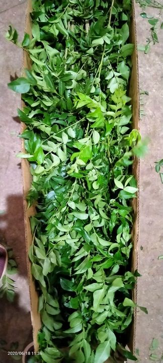 Curry leaf powder uploaded by business on 12/29/2021