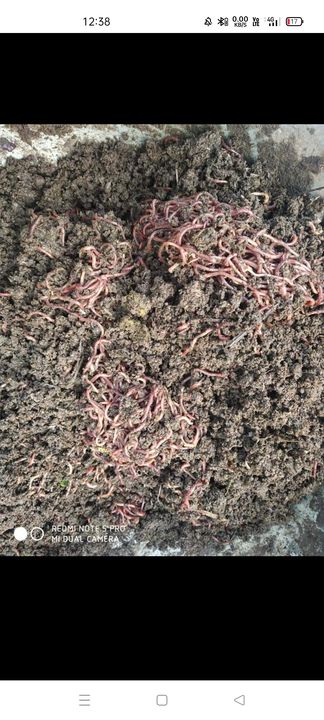Live earthworms(केचुआ) uploaded by business on 1/2/2022