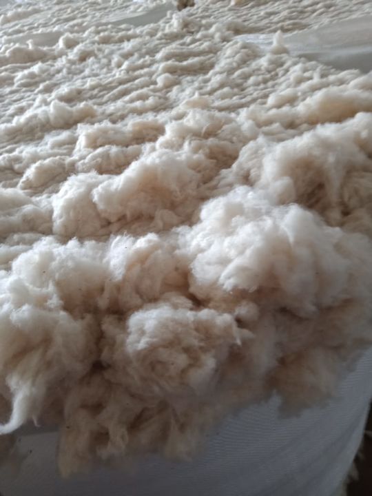 White cotton  uploaded by business on 1/2/2022