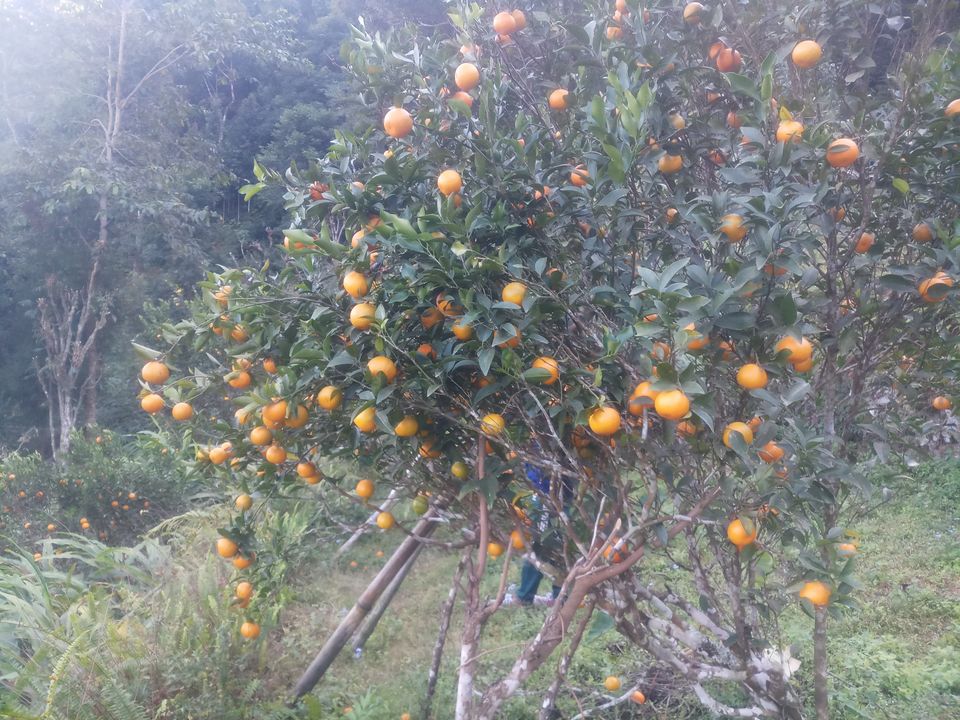 Darjeeling hill's organic fresh orange  uploaded by business on 1/3/2022