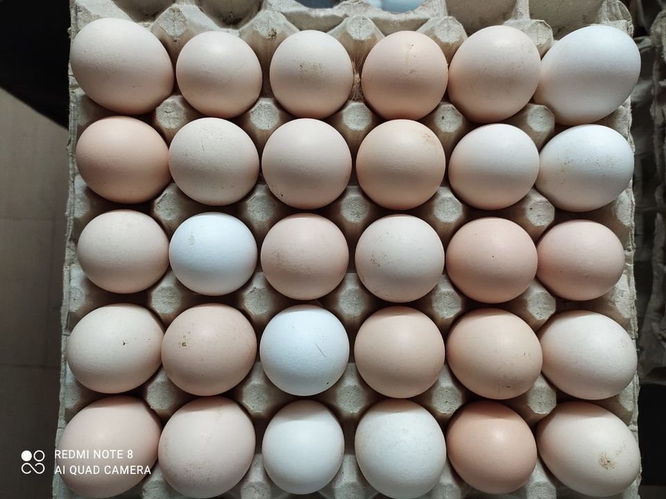 Product uploaded by Kadaknath poultry farms on 1/5/2022