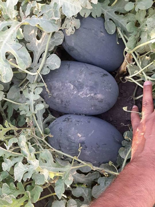 Watermelon seeds  uploaded by Aman seeds on 1/5/2022