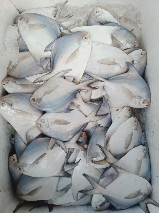 Pomfret uploaded by Seashade Seafood on 1/6/2022