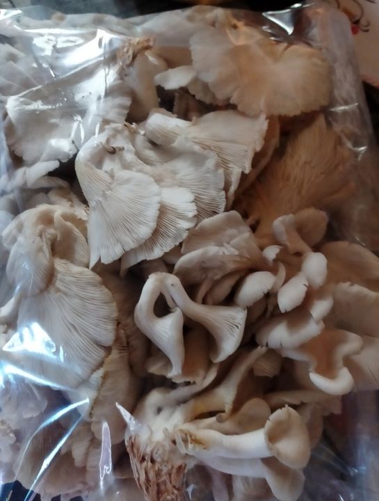 Oyester mushroom uploaded by Ranjana mushroom Farm on 1/9/2022