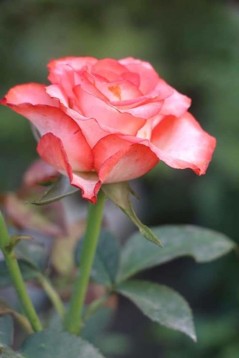 Post image I am selling best quality mature plant .
I have 25+ colors on English rose