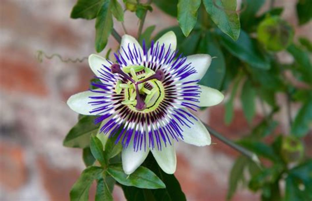 Passion flower uploaded by business on 1/15/2022