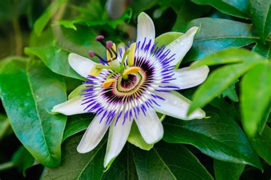 Passion flower uploaded by Debnath nursery on 1/15/2022
