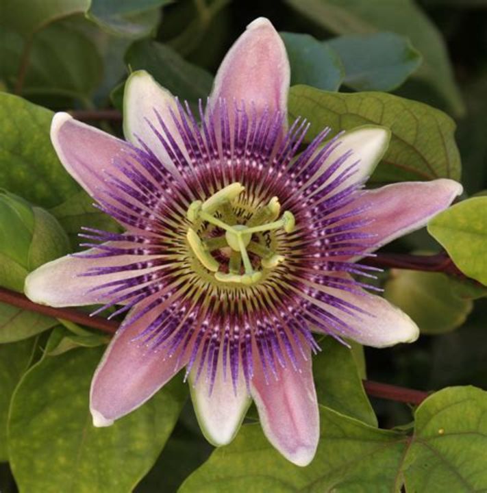Passion flower uploaded by business on 1/15/2022