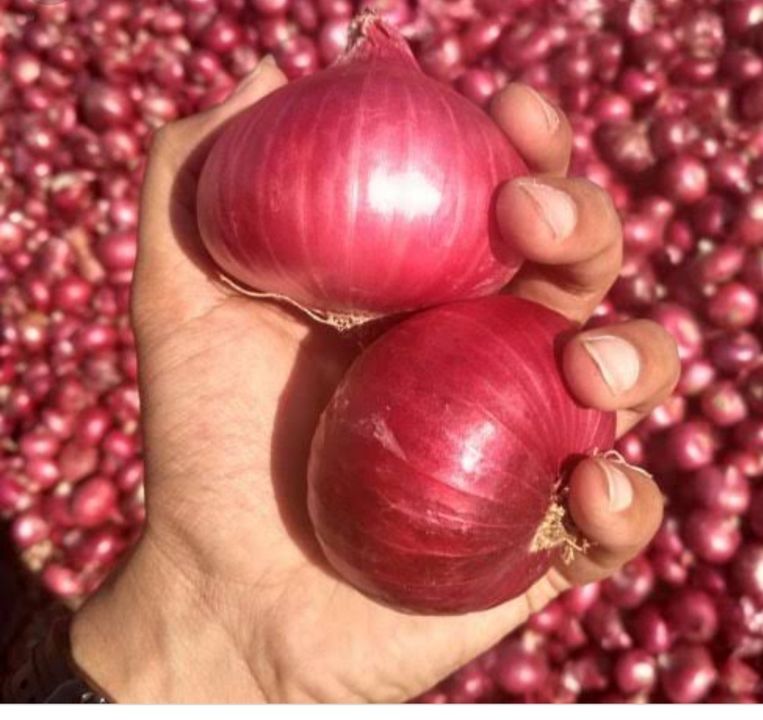 Onion uploaded by business on 1/15/2022