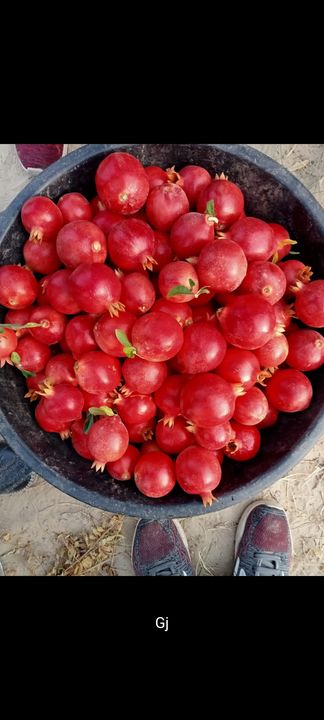 अनार uploaded by A.R FRUITS SUPPLIES on 1/16/2022