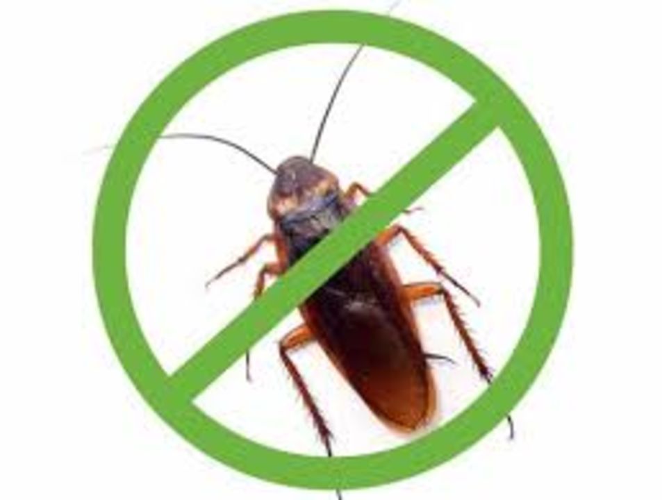 Cockroach Gel treatment uploaded by business on 1/16/2022