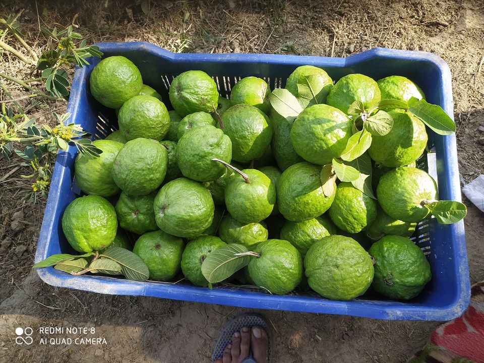 Post image Guava fruit suppliers