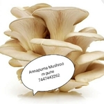 Business logo of Annapurna mushroom pune