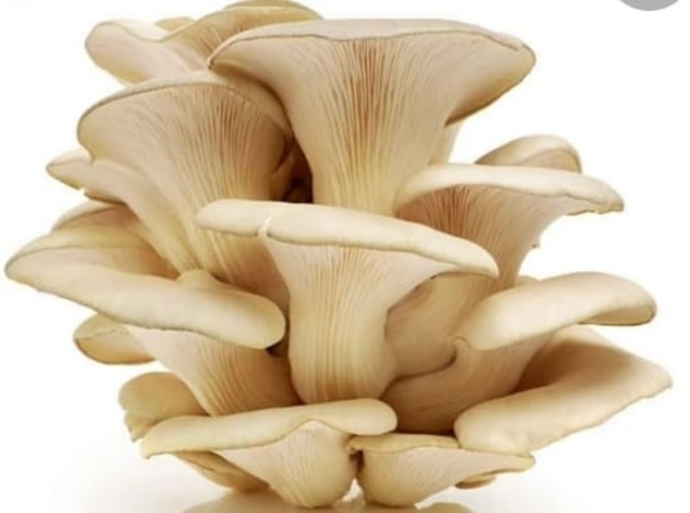 Oysters mushroom uploaded by Annapurna mushroom pune on 1/22/2022