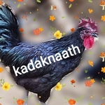 Business logo of Kadaknaath farm