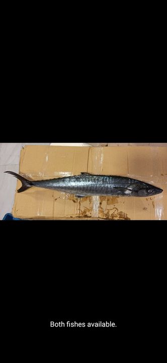 Surmai Fish uploaded by Quality SEA FOODS on 1/31/2022
