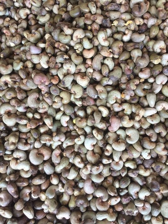 Post image I have cashew good quality cargos with me ,so interested buyers can call ,do for businessThis is kerala local origin season start Details Lbs = 55Count = 175Gold quality and inside of kernels are pure whiter than import rcn