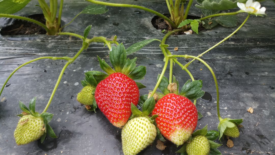 Hill's organic strawberries uploaded by business on 2/2/2022