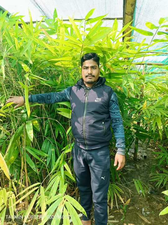 Dendrocalamus asper bamboo plants uploaded by TASMIN ENTERPRISE on 2/4/2022