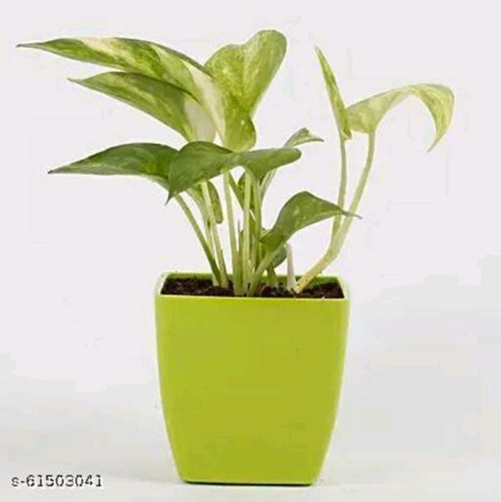 Real money plant with pot uploaded by Home accessories on 2/4/2022