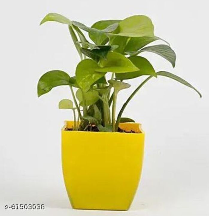 Real money plant with pot uploaded by business on 2/4/2022