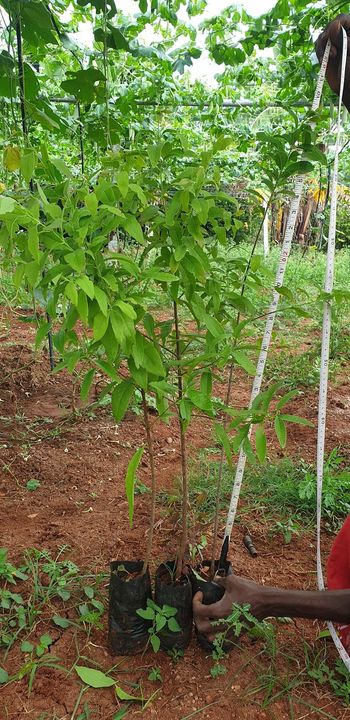 White sandal wood plants uploaded by NESIBUR RAHAMAN BARBHUYAN on 2/5/2022