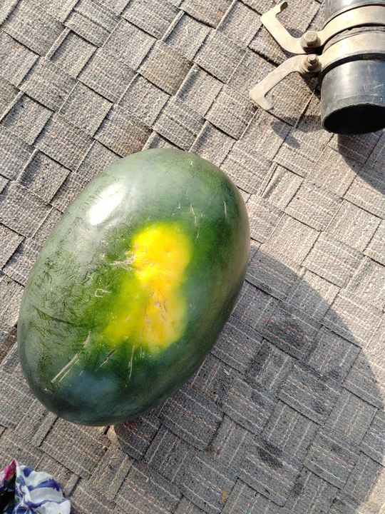 Watermelon uploaded by I KHODAL on 2/5/2022