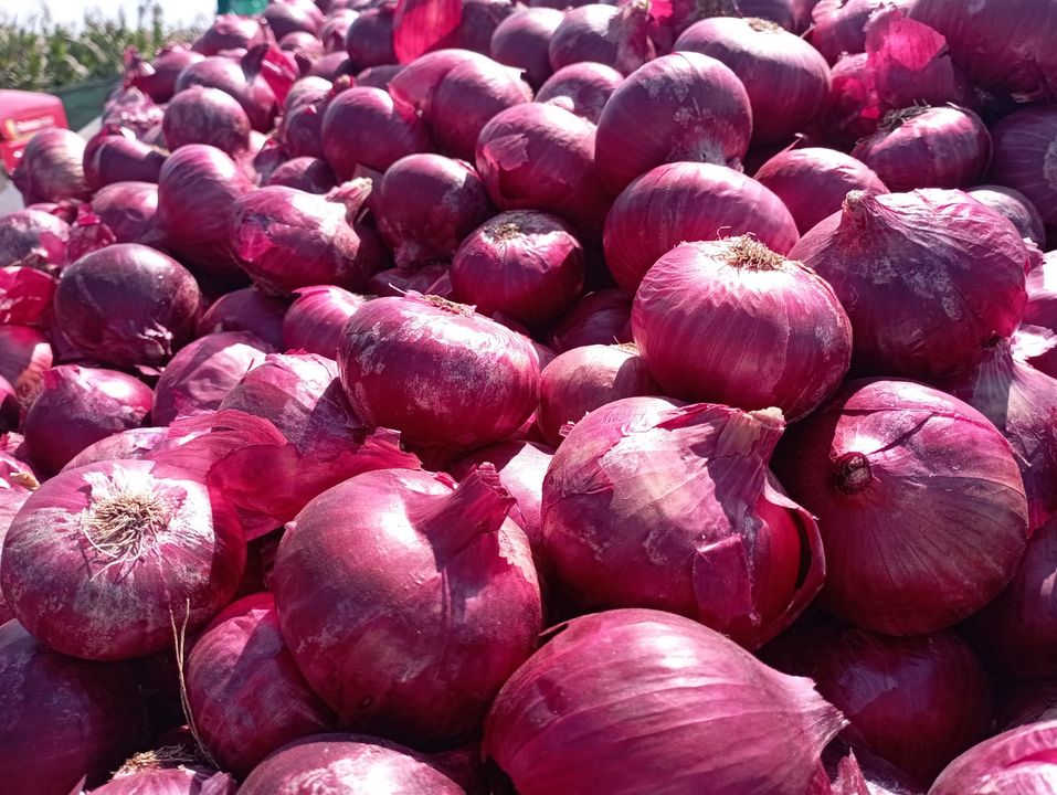Onion  uploaded by business on 2/6/2022